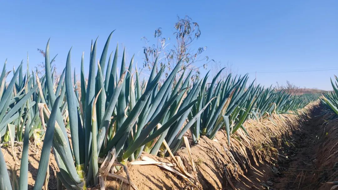 640_wx_fmt=jpeg&wxfrom=5&wx_lazy=1&wx_co=1 (5).jpg