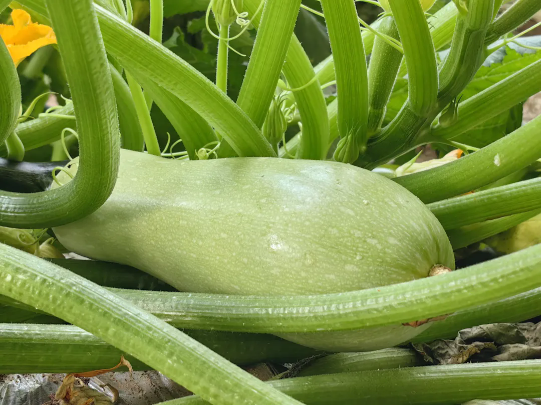 640_wx_fmt=jpeg&from=appmsg&tp=webp&wxfrom=5&wx_lazy=1&wx_co=1.webp (3).png