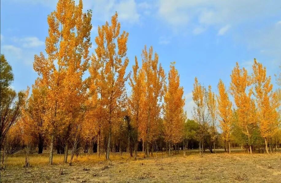 平罗秋日必去!天河湾白杨林金黄似海,这处秘境太出片