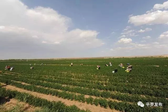 9.webp.jpg 9.webp.jpg