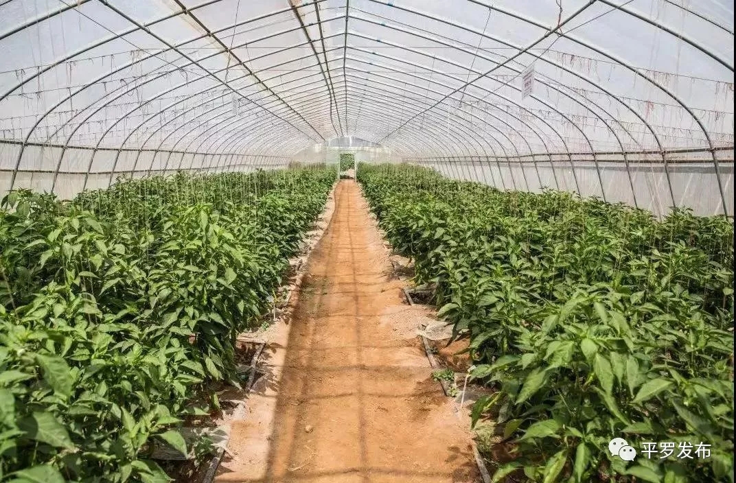 8.webp.jpg 8.webp.jpg