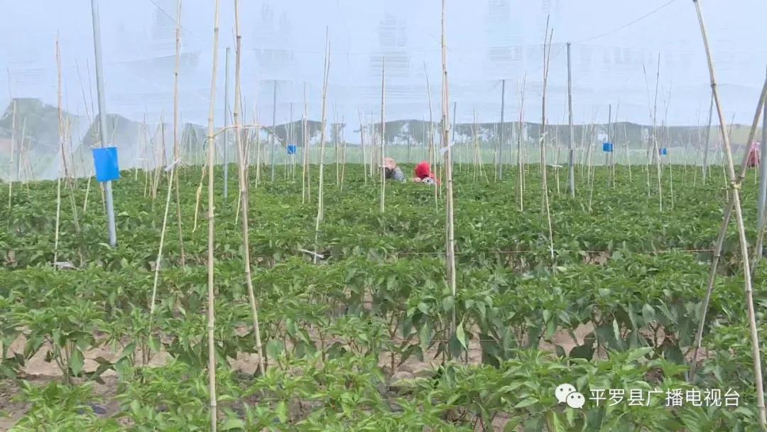 微信图片_20200707110235.jpg 微信图片_20200707110235.jpg