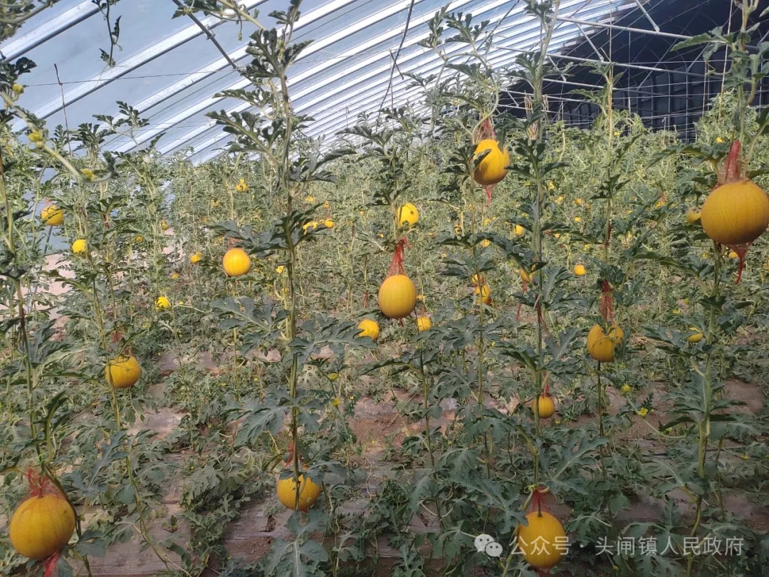 640_wx_fmt=jpeg&from=appmsg&tp=webp&wxfrom=5&wx_lazy=1&wx_co=1.webp (1).jpg