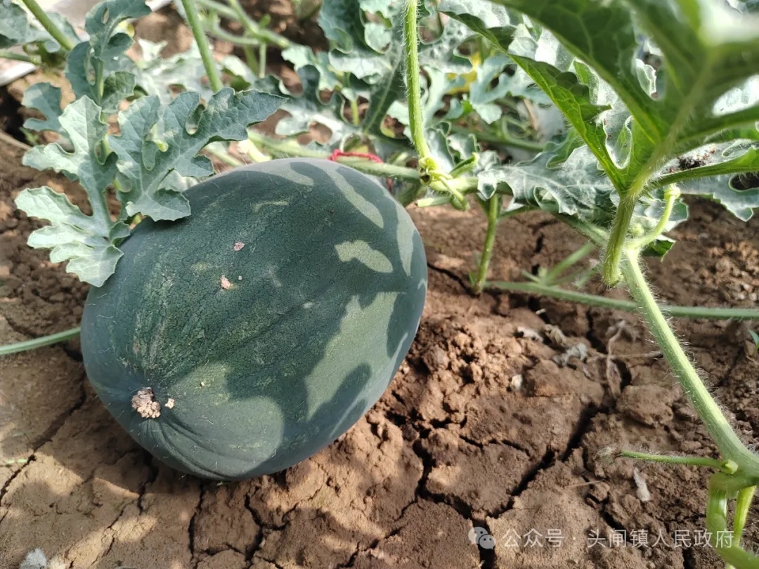 640_wx_fmt=jpeg&from=appmsg&tp=webp&wxfrom=5&wx_lazy=1&wx_co=1.webp (2).jpg