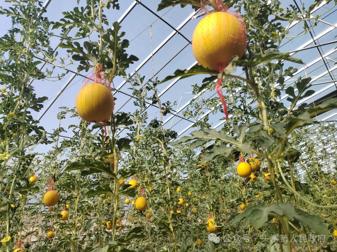 640_wx_fmt=jpeg&from=appmsg&tp=webp&wxfrom=5&wx_lazy=1&wx_co=1.webp (4).jpg