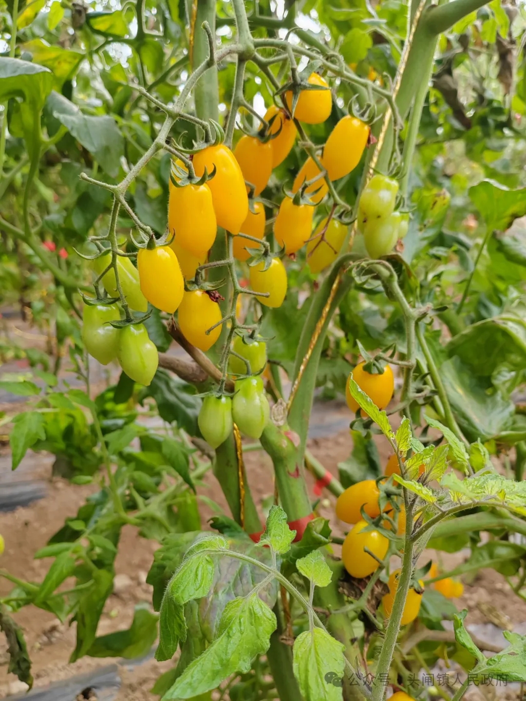 640_wx_fmt=jpeg&from=appmsg&tp=webp&wxfrom=5&wx_lazy=1&wx_co=1.webp (9).jpg