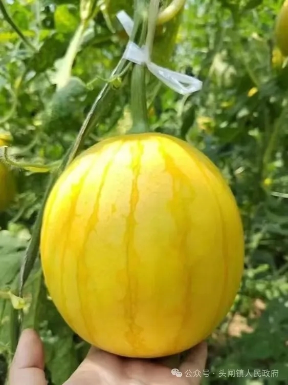 640_wx_fmt=jpeg&from=appmsg&tp=webp&wxfrom=5&wx_lazy=1&wx_co=1.webp (10).jpg