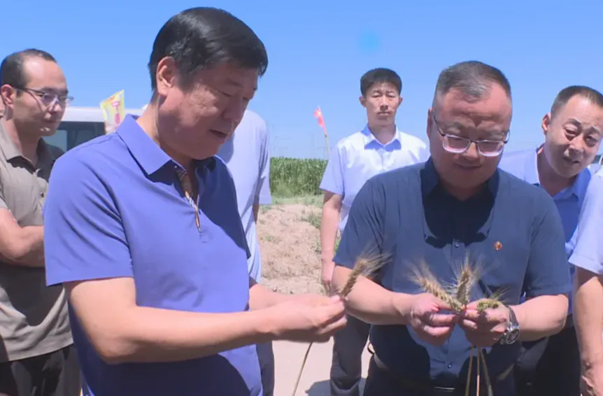宁夏粮食集团来我县调研原粮储备生产基地夏粮收购工作