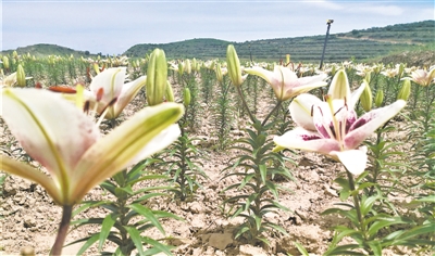 W020200724334193774261.jpg W020200724334193774261.jpg