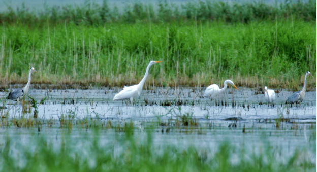 640_wx_fmt=png&wxfrom=5&wx_lazy=1&wx_co=1 (6).png