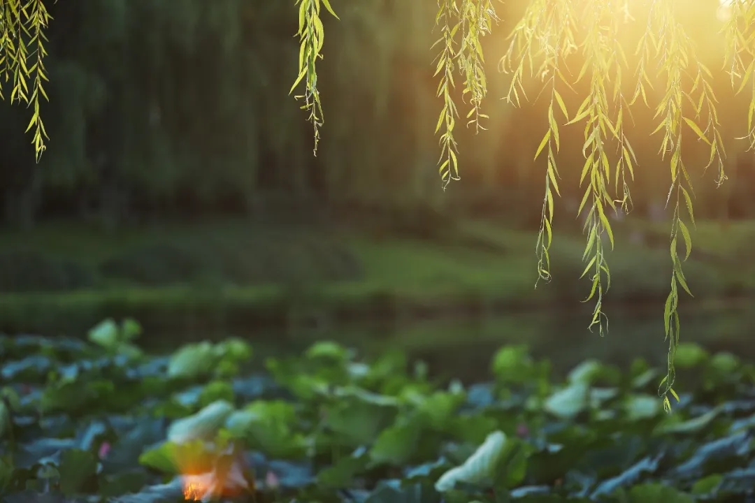 640_wx_fmt=jpeg&from=appmsg&tp=webp&wxfrom=5&wx_lazy=1&wx_co=1.webp (8).jpg