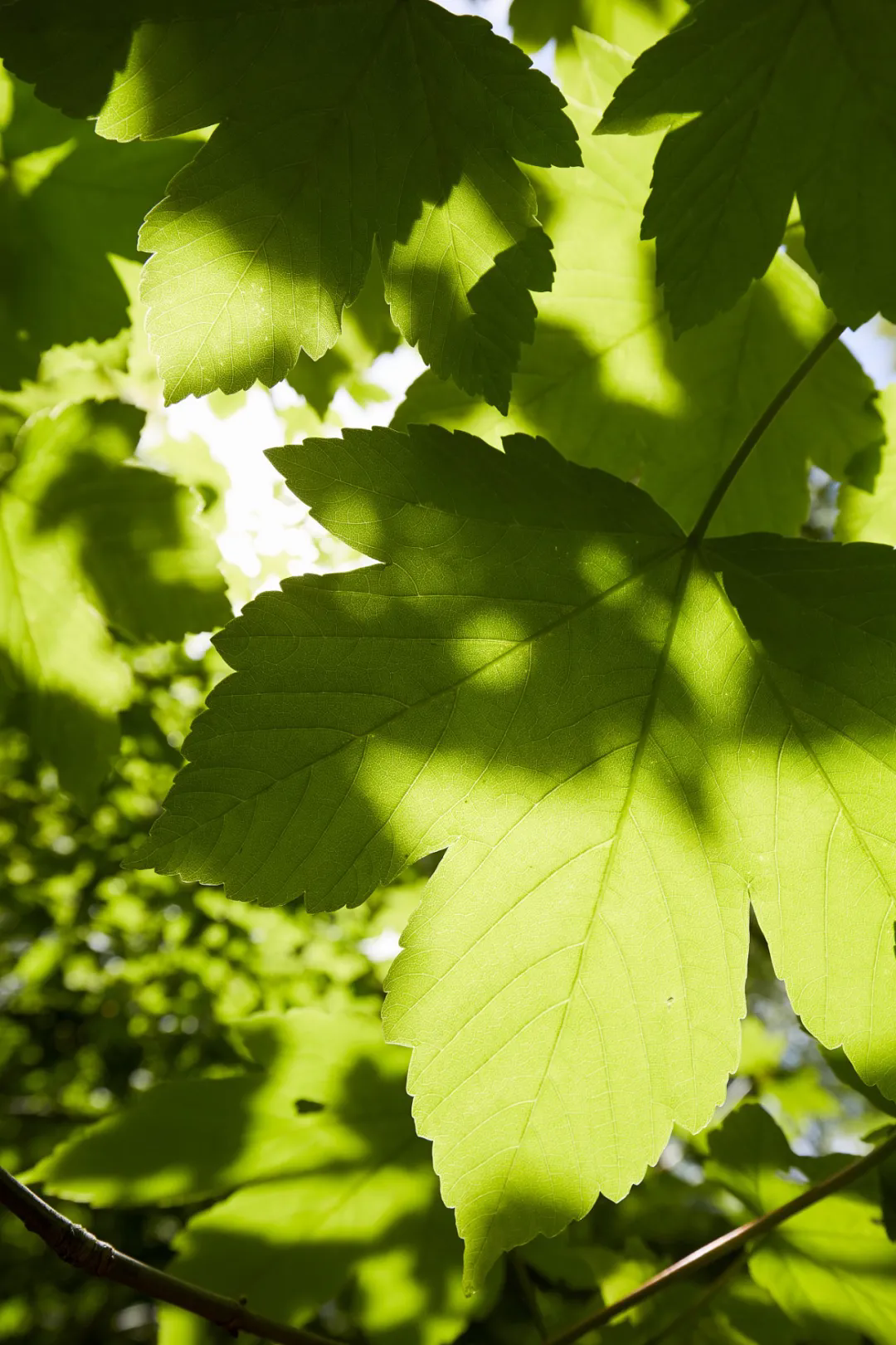 640_wx_fmt=jpeg&from=appmsg&tp=webp&wxfrom=5&wx_lazy=1&wx_co=1.webp (5).png