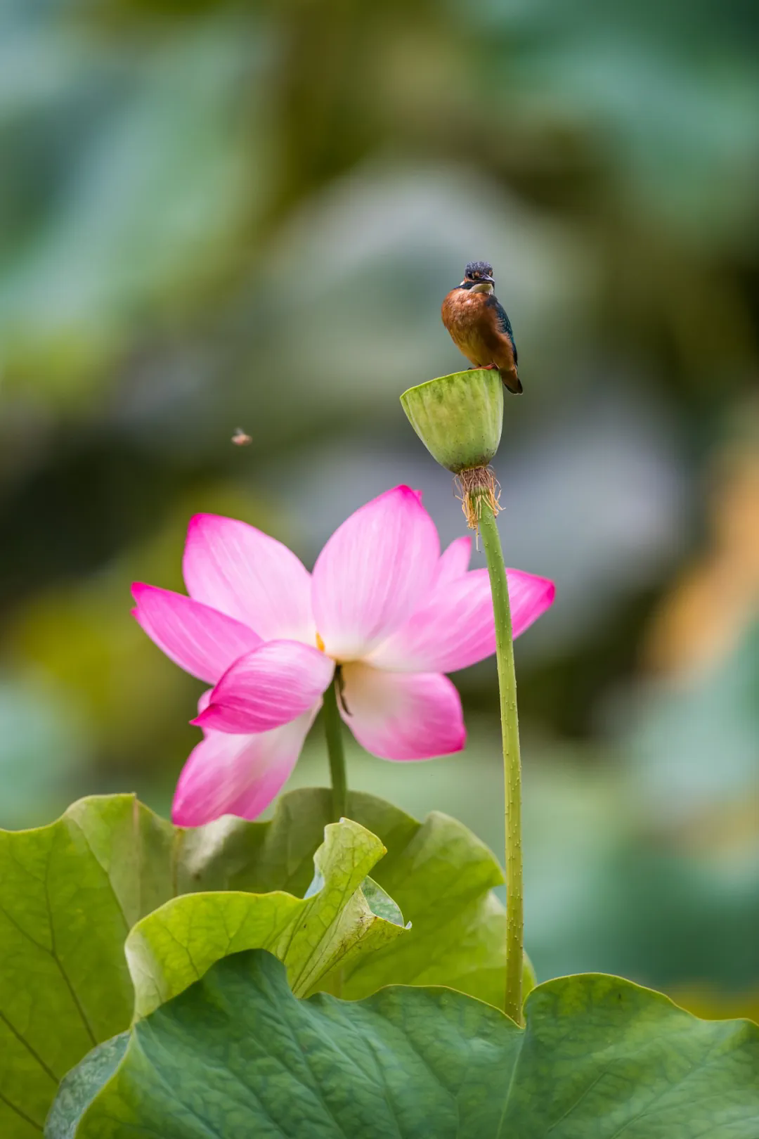 640_wx_fmt=jpeg&from=appmsg&tp=webp&wxfrom=5&wx_lazy=1&wx_co=1.webp (6).png