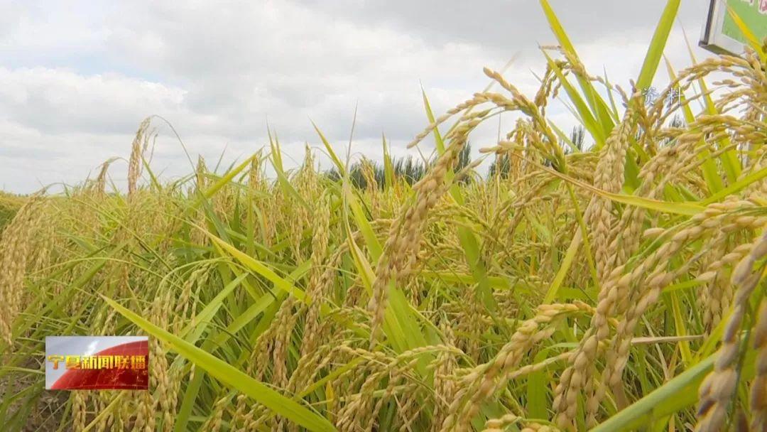 1545615714657094252.jpg 1545615714657094252.jpg