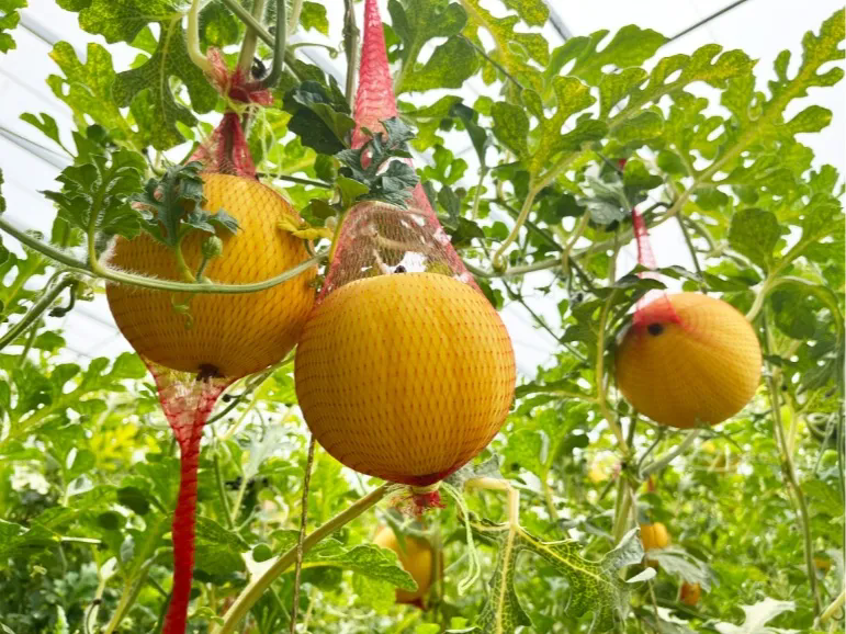 640_wx_fmt=jpeg&from=appmsg&tp=webp&wxfrom=5&wx_lazy=1&wx_co=1.webp (9).png